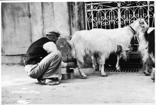 maltease goat herder 1936306