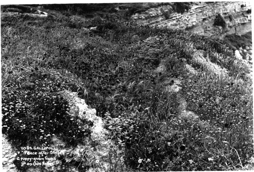 poppy trench galipoli 1936314